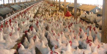 poultry-business-faces-loss-of-rs-18-billion