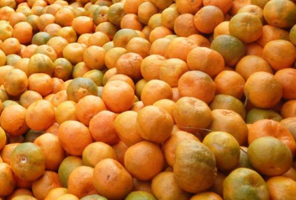 gorkha-sells-oranges-worth-rs-340-million