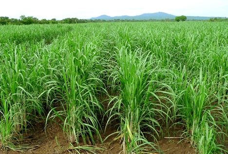 sugarcane-farming-done-in-81000-hectares-of-land-but-not-prospering