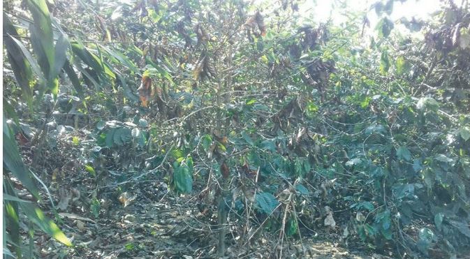 severe-cold-ruins-coffee-farms-in-kavre