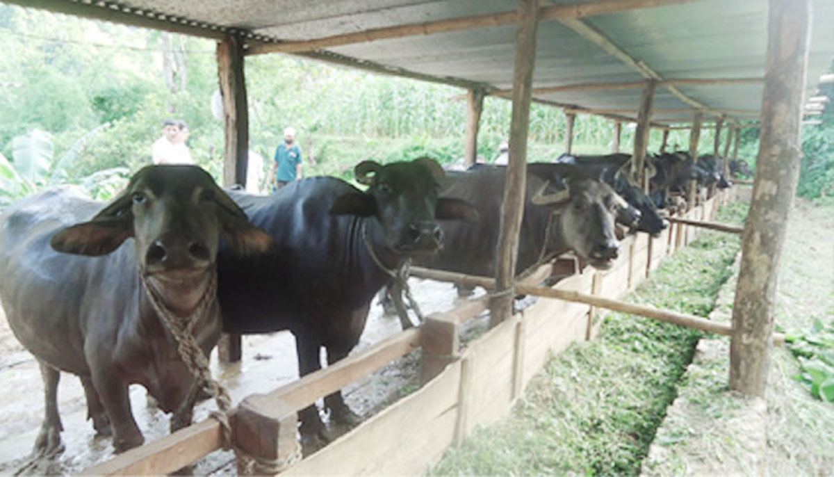 youths-making-millions-from-buffalo-farming