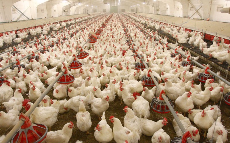 morang-poultry-farmers-fail-to-sell-chicken