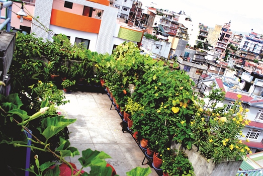Rooftop Farming A Trend In Urban Agriculture