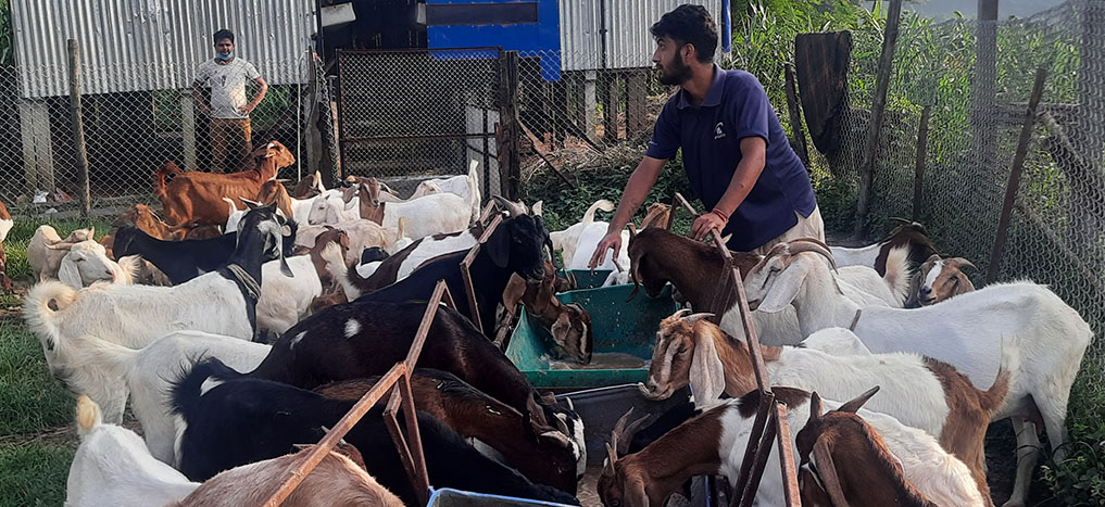 youths-make-a-lakh-rupee-a-month-as-income-by-goat-farming
