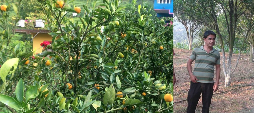 20-types-of-oranges-including-american-japanese-and-european-grow-throughout-the-year-in-syangja
