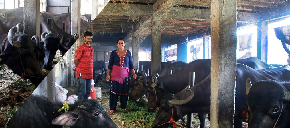masters-in-maths-timilsina-turned-into-buffalo-farming-and-now-earns-rs-2-lakh-a-month