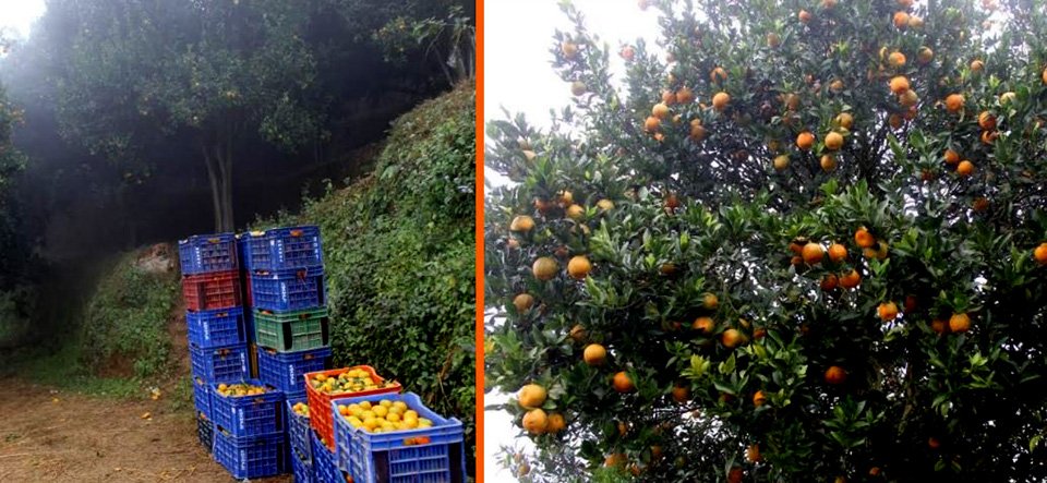 orange-farmers-becoming-millionaire-in-tanahu-orange-worth-rs-50-million-sold-from-two-villages