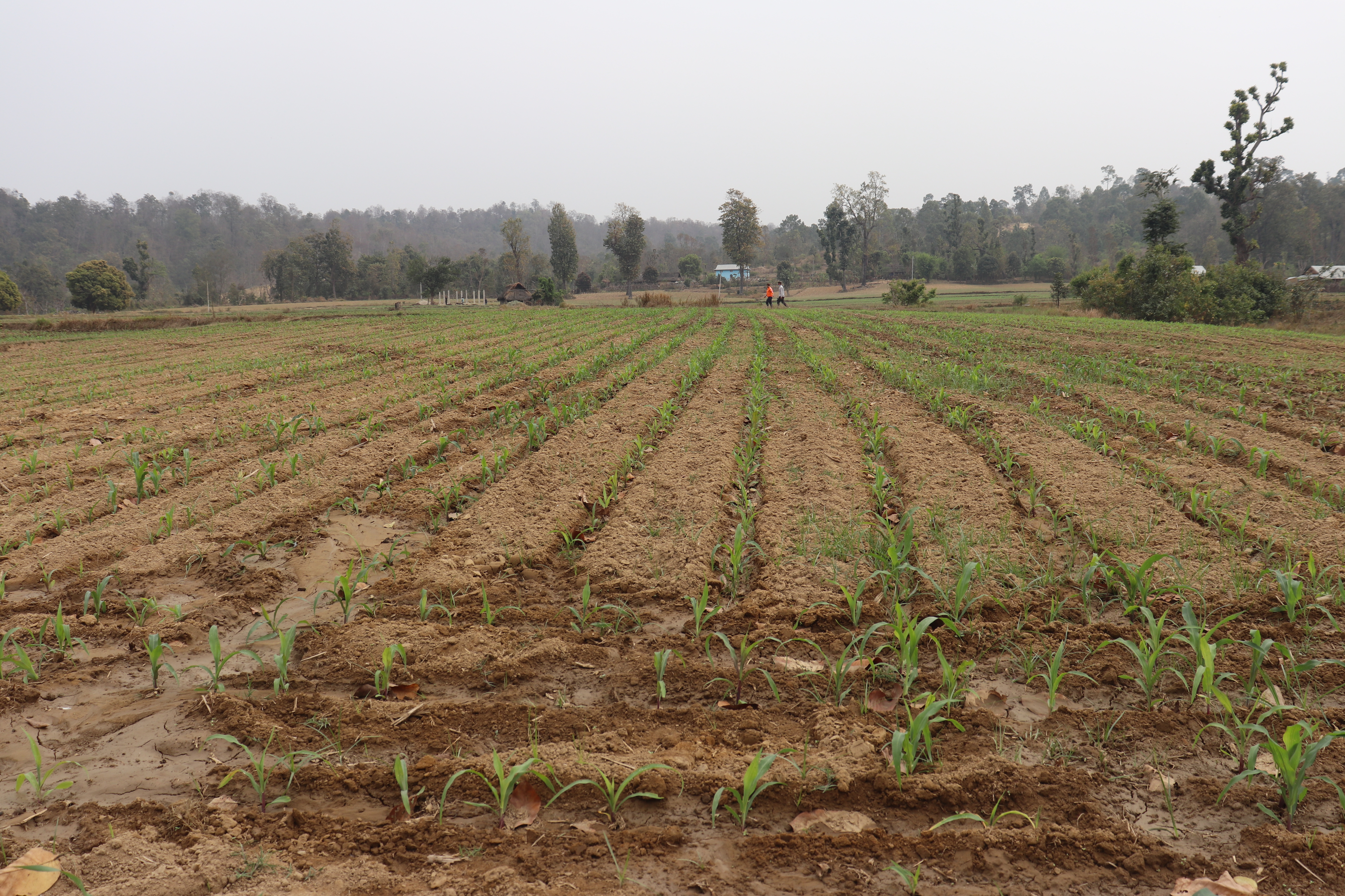 irrigation-facility-elates-farmers-in-lamahi-dang