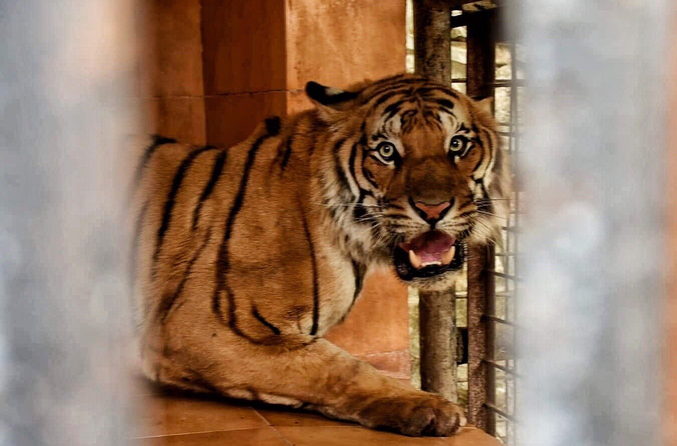 man-eater-tiger-caged-at-central-zoo