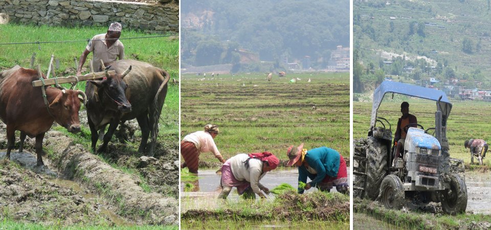 paddy-plantation-begins-at-fewa-phant-pokhara-photo-feature