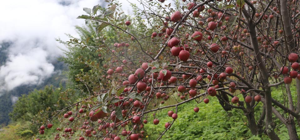 apples-ripening-in-humla-farmers-happy-photo-feature