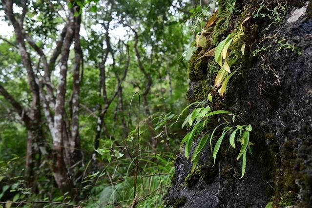 rare-plant-species-rediscovered-in-southwest-china-after-83-years