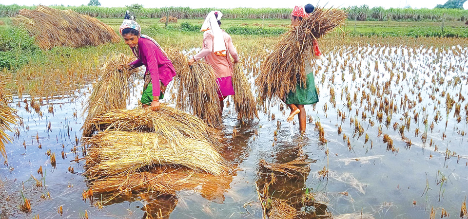 paddy-crops-worth-over-rs-72-billion-destroyed-ministry
