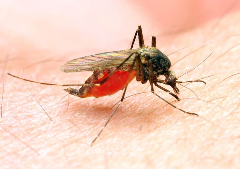 32-cases-of-dengue-reported-in-kathmandu