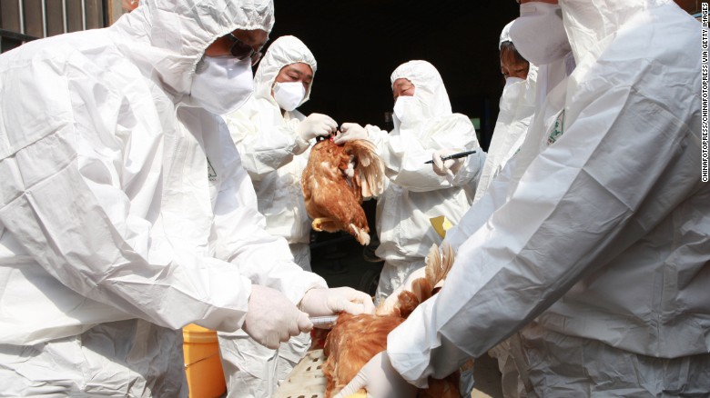 bird-flu-spreads-in-europe-and-asia-putting-poultry-industry-on-alert