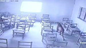 curious-leopard-enters-classroom-in-india