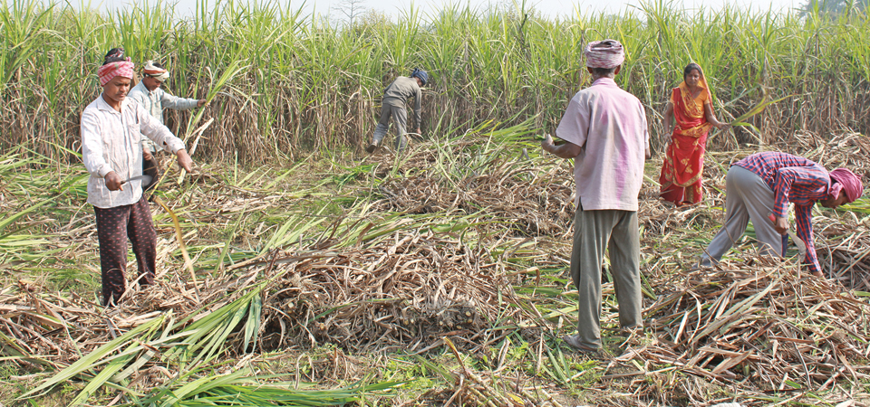 delay-in-fixing-sugarcane-price-bothers-farmers