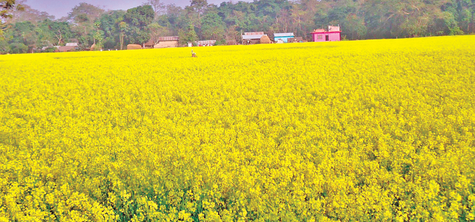 mustard-cultivation-area-expands-in-chitwan
