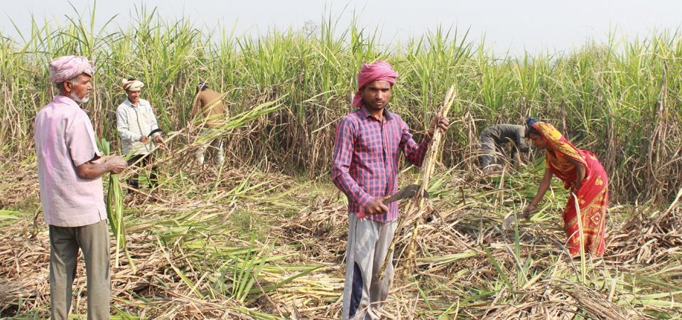 farmers-demand-to-fix-sugarcane-price-at-rs-650-per-quintal