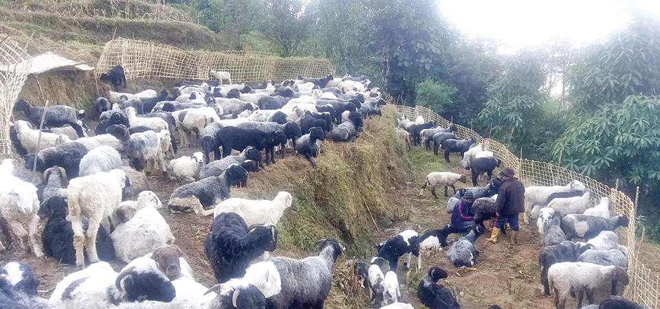 unknown-disease-kills-sheep-in-hordes-in-taplejung-23-20