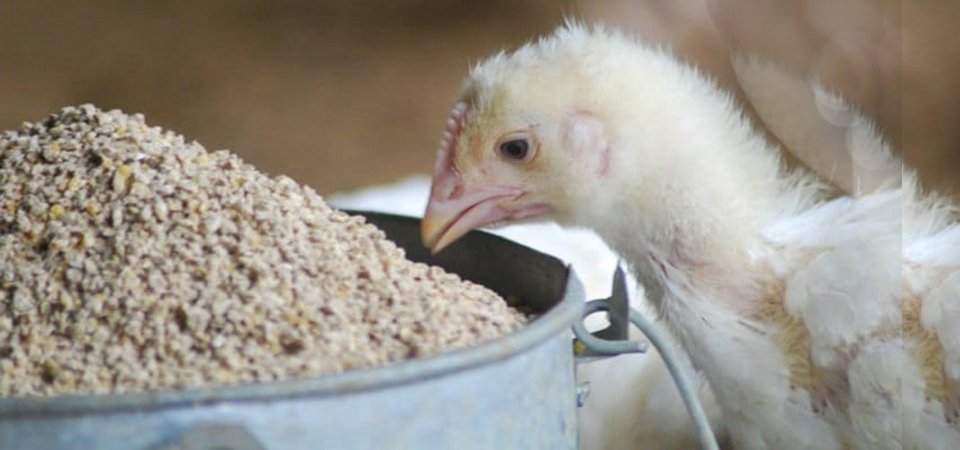 sharp-rise-in-poultry-feed-mars-farmers
