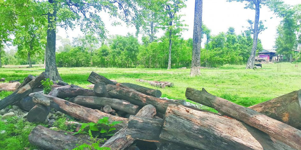 seized-timbers-worth-thousands-of-rupees-rotting-in-mahottari-without-timely-case-settlement