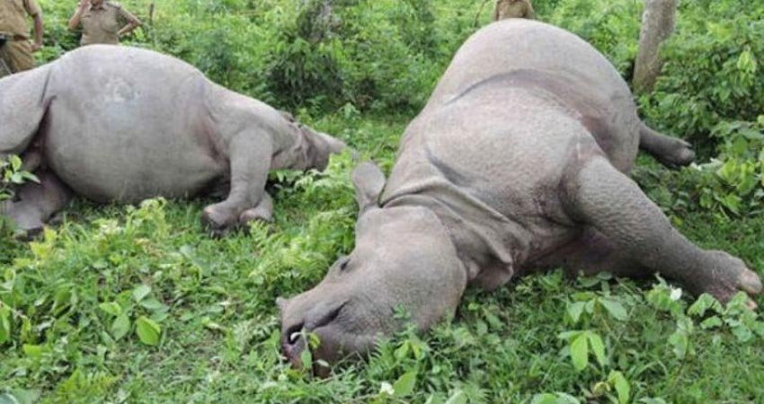 19-rhinos-dead-in-first-six-months-of-current-fiscal-year