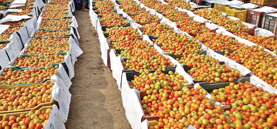 farmers-happy-as-tomatoes-get-good-price