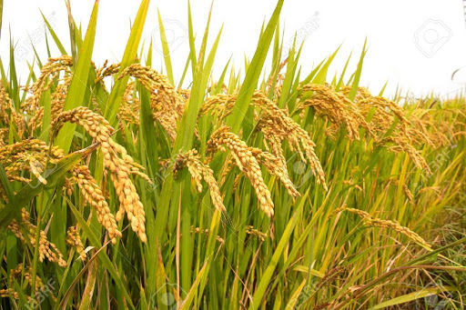paddy-production-drops-by-almost-500000-tonnes
