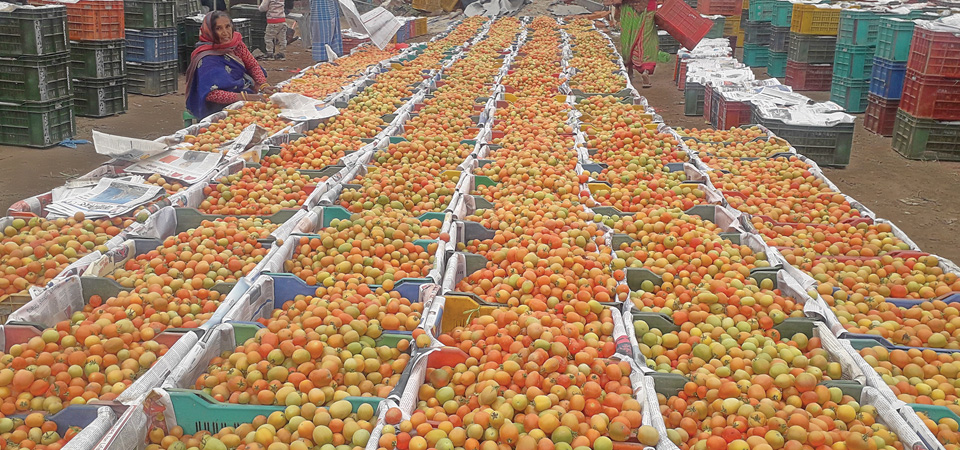 tomato-farmers-happy-after-getting-good-price