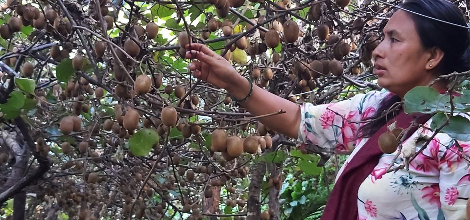 farmers-worry-over-marketing-of-kiwifruit