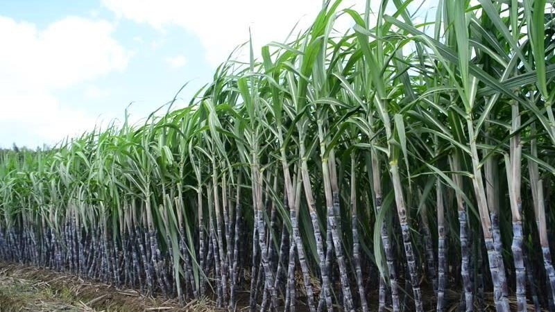 govt-fixes-minimum-support-price-of-sugarcane-at-rs-590-per-quintal