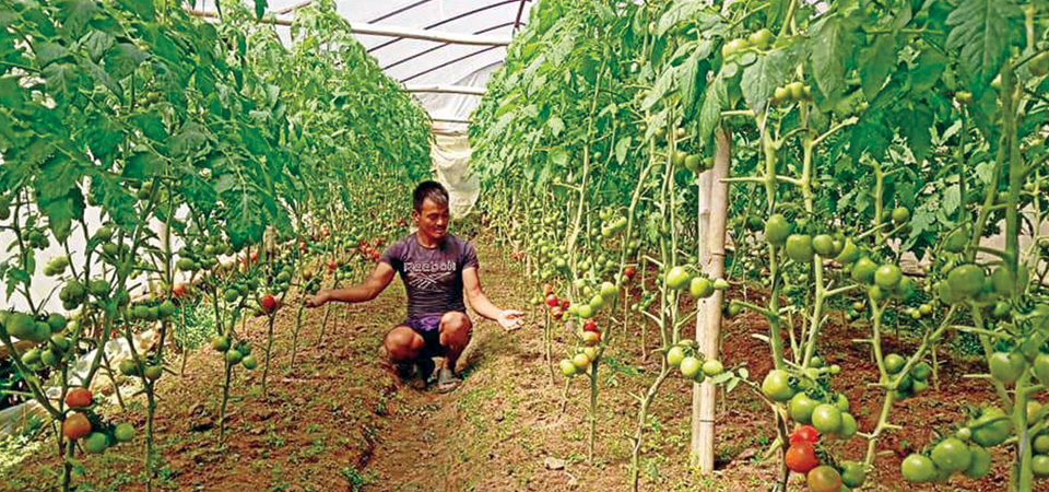 panchthar-farmer-produces-tomatoes-for-16-months-from-same-plants