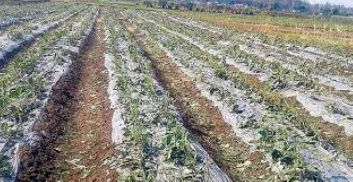 hailstorm-destroys-winter-crops-in-doti