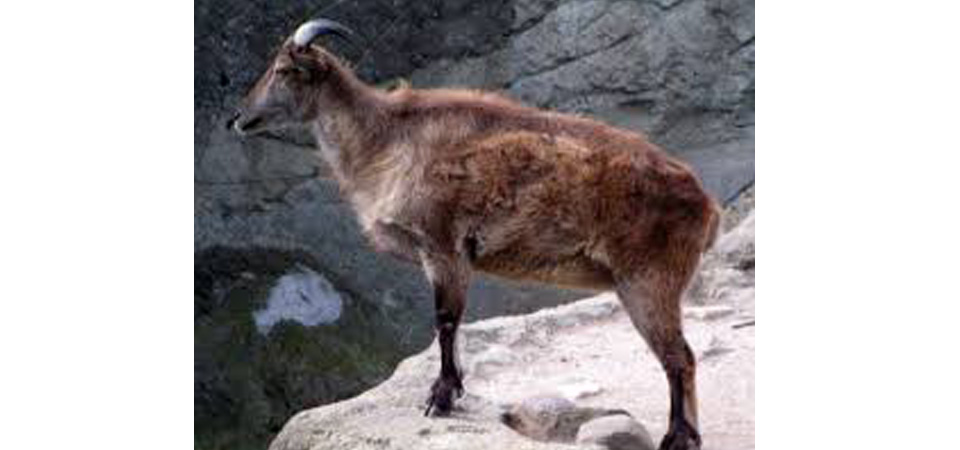 meat-of-protected-himalayan-tahr-seized