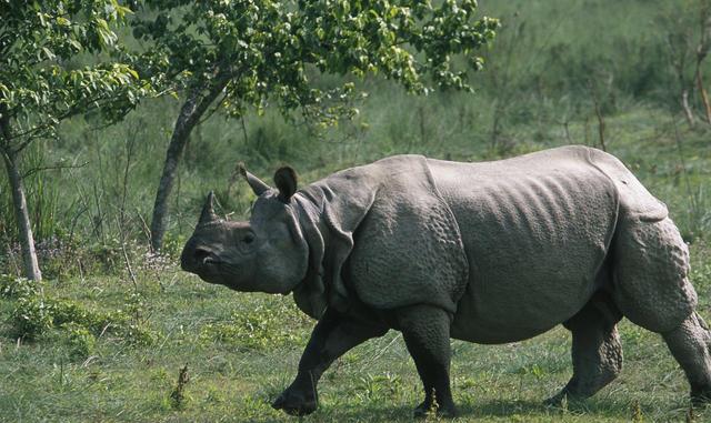 two-elderly-injured-in-rhino-attack