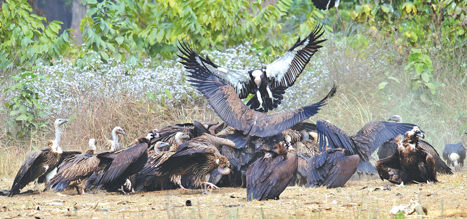 worlds-first-vulture-safe-zone