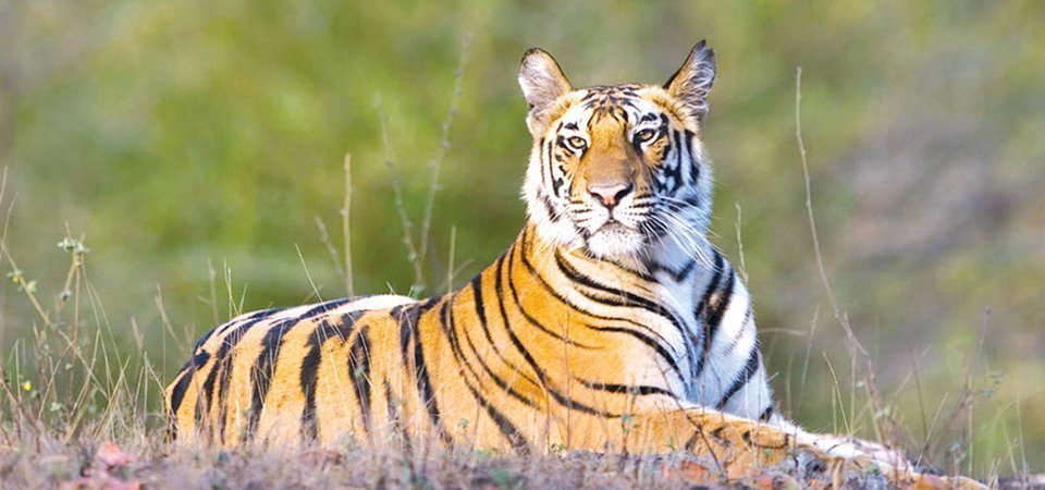 tiger-survey-work-completed-in-chitwan-national-park