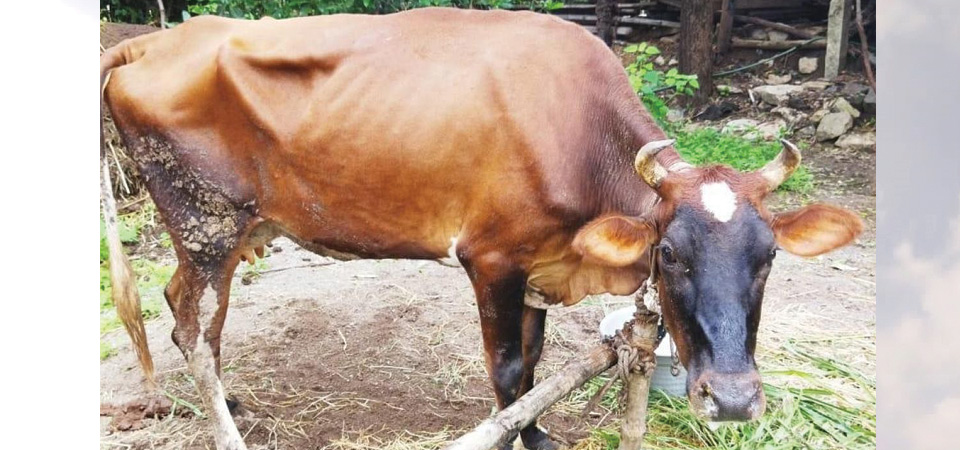 65000-cattle-vaccinated-against-foot-and-mouth-in-dhanusha