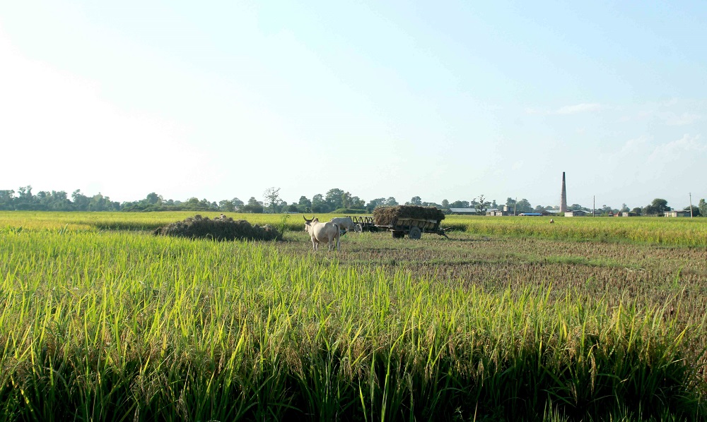 Kailali farmers busy in Post-Harvest Storage Of Paddy (Photo Feature)