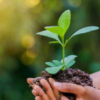 Madhesh Province GDP estimated to be expanded by 4.82%