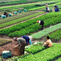 Storm damages lemon farm in Tanahun