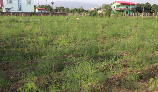 Chitwan shelter home manages its cost thru asparagus farming