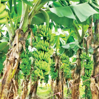 Motorcyclist dies in Kanchanpur accident