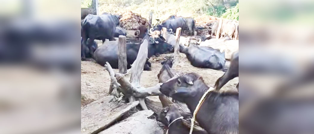 Halkarapurwa: A village of 34 families raising over 600 buffaloes