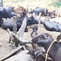 Stakeholders concerned about keeping  autistic children in residential schools