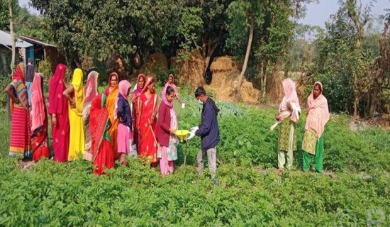 Siraha farmers bracing for resilience through climate-friendly agriculture