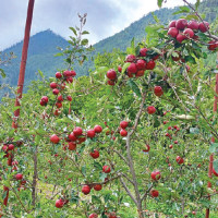 Husband, wife jump off cliff; wife dies, husband injured