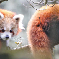 Speaker Aryal consults with opposition parties