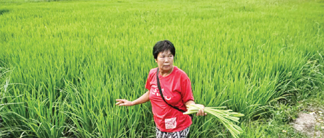 Thai farmers turn to microbes to end burning crisis